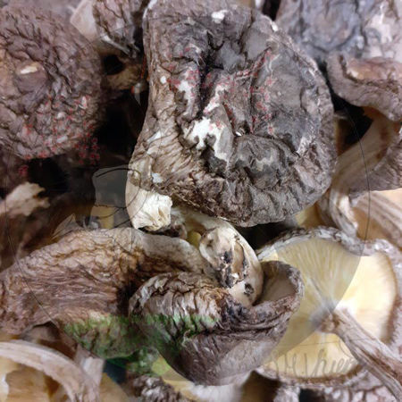 Bild für Kategorie Shiitakeprodukte