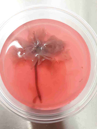 Bild für Kategorie Wagashi