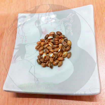 Geröstete Nacktgerste